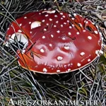 Expressz kézbesítés A boszorkánymester - E-könyv